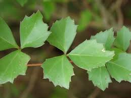 Image result for Cissus crusei