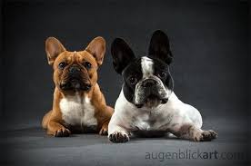 willkommen augenblickart fotografie pets french bull animals