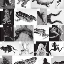 Correct spelling for amphibians is amfˈɪbi͡ənz, amfˈɪbi‍ənz, a_m_f_ˈɪ_b_iə_n_z Pdf A Decade Of Deformities Advances In Our Understanding Of Amphibian Malformations And Their Implications