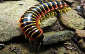 Black And Yellow Millipede Florida How Are Millipedes And Centipedes Alike And How Do They Differ Library Of Congress