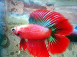 Ikan cupang double tail, majalahikan.com | pecinta ikan hias, khususnya ikan cupang tentunya banyak mengenal jenis ikan cupang, mulai dari gambar ikan cupang double tail seperti di bawah ini. Cupang Double Tail Dunia Air