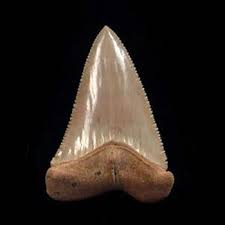 Recognize bull shark teeth by their tapering serrations. Great White Shark Teeth For Sale Buried Treasure Fossils