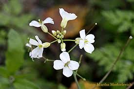 Image result for Arabis alpina