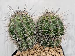 Image result for Albuca sp. no. 1