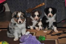 Searching summary for aussie puppies for sale texas. Toy Australian Shepherd Puppies For Sale In Baytown Texas Classified Americanlisted Com