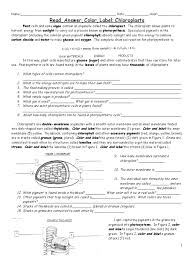 There is a printable worksheet available for download here so you can take the quiz with pen and paper. Beth Photosynthesis Coloring Worksheet Chloroplast Photosynthesis