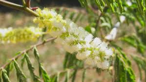 Image result for Acacia amythethophylla
