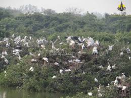 Nelapattu Bird Sanctuary Nature Sanctuary Image