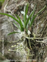 Image result for Rhipidoglossum pusillum