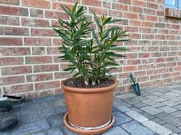 Ein rückschnitt im frühling fördert einen kräftigen austrieb, während das schneiden im herbst dafür sorgt, dass die pflanze den winter in geschützten innenräumen gut übersteht. Oleander Schneiden Anleitung Und Tipps Zum Richtigen Schnitt