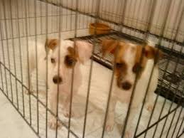 Jack Russell Terrier Puppies For Sale At 350 Singapore Classifieds