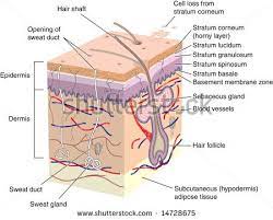Labelled pictures of human skin. Cross Section Of Human Skin With Labels Skin Anatomy Skin Structure Integumentary System