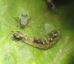 The data we collect are only those necessary for the proper use of our service. Biological Pest Control Wikipedia