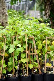 Image result for Passiflora quadrangularis