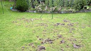 Das scheue wildtier wird nur selten beobachtet. Horb A N Dachs Grabt Den Garten Um Horb Umgebung Schwarzwalder Bote