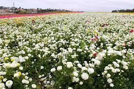 We would like to show you a description here but the site won't allow us. Can You Find Me In The Middle Of All These Flowers Picture Of The Flower Fields At Carlsbad Ranch Tripadvisor
