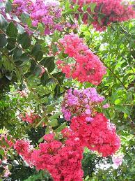 Lavender And Pink Crepe Myrtles Crepe Myrtle Crepe Myrtle Landscaping Love Garden