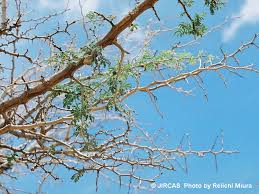 Image result for Faidherbia albida