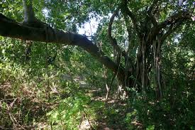 Image result for Ficus burkei