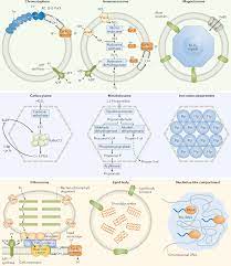 Which animal cell organelle contains enzymes that transfer hydrogen from various. Formation And Function Of Bacterial Organelles Nature Reviews Microbiology