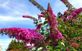 Dwarf butterfly bush to large. Butterfly Bush Varieties 20 Different Types Of Butterfly Bushes To Grow