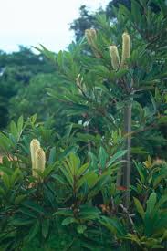 Image result for Cunonia capensis