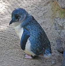 Little Or Blue Penguin Smallest Species Only About 16 Inches Penguins Pet Birds Animals Beautiful