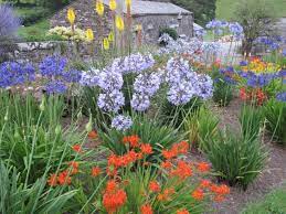 Kniphofia Agapanthus Crocosmia South African Flowers Front Flower Beds African Flowers