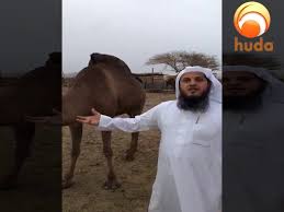 They did so, and after they had recovered from their ailment (became healthy) they turned renegades (reverted from islam) and killed. Dr Mohamed Salah Live From Madinah Drinking Camel S Milk And Urine Hudatv Youtube