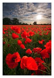 Pin On Poppies