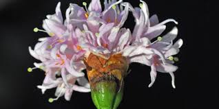 Image result for Dais cotinifolia