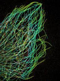 This is a network of microtubules and filaments that plays a primary role in maintaining the plant cell shape and giving the cell cytoplasm support and maintaining its structural organization. Microtubule Wikipedia