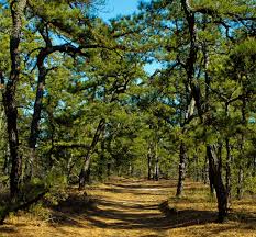 Image result for scrub pine