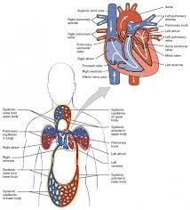Blood vessel, a vessel in the human or animal body in which blood circulates. Heart Anatomy Anatomy And Physiology