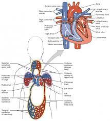 Fill in the blanks, labelling and colouring diagrams, crosswords ect. Heart Anatomy Anatomy And Physiology