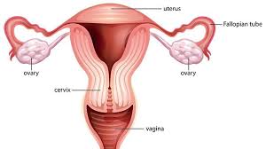 Stomach, saclike expansion of the digestive system, between the esophagus and the small intestine; Female Reproductive System Everyday Health