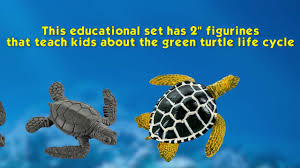 Ciclo De Vida De Una Tortuga Safari