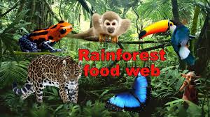 Rainforest Food Chain Lesson For Kids - Lesson | Study.Com