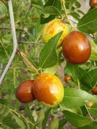 We did not find results for: Asian Fruit Trees Posts Facebook