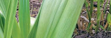 Die herbstzeitlose enthält in allen pflanzenteilen das alkaloid colchicin. Der Tod Lauert Im Heu Tierwelt