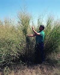 The main feature of panicum 'northwind' is its narrowly upright form, more upright than other panicums. Panicum Definition And Synonyms Of Panicum In The English Dictionary