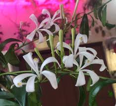 Image result for Turraea obtusifolia