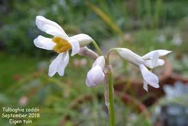 Image result for Tulbaghia acutiloba