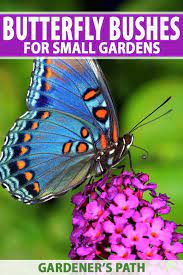 Milkweed ( asclepias spp.) milkweed is best known for hosting monarch butterfly caterpillars, but they attract loads of insects that are great for birds, too. Best 6 Perennial Bushes To Attract Butterflies Gardener S Path