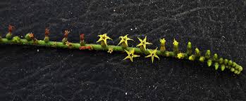 Image result for Heliotropium zeylanicum