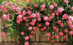 Pink walls pink wallpaper pastel pink aesthetic instagram trippy pink wallpaper iphone pink pattern purple hands flower texture pink pattern wallpaper cartoon background prints for sale. Beauty Nature Beautiful Flower Pink Rose Garden Spring Wallpaper 1920x1200 800514 Wallpaperup