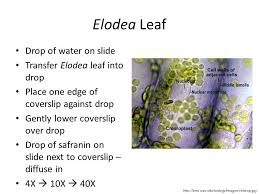 They must draw and label the nucleus, cell membrane set up your microscope, place the onion root slide on the stage and focus on low (40x) power. Microscopy And Cytology Ppt Download