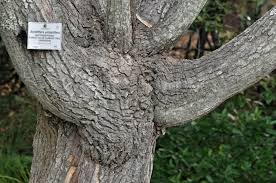 Image result for Neocussonia umbellifera