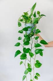 Indoor Plant Guide 5 Beginner Plants You Can T Kill Tanaman Hias Daun Tanaman Tanaman Gantung