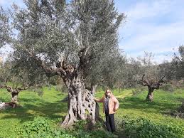 Huile D Olive Ehtl Ecole D Hotellerie Et De Tourisme Du Luxembourg